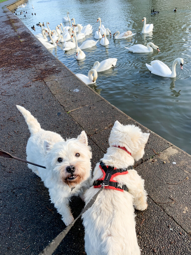 Extras - Finlay wants a treat - George wants the swans by pamknowler