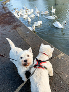 4th Jan 2022 - Extras - Finlay wants a treat - George wants the swans