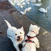 Extras - Finlay wants a treat - George wants the swans