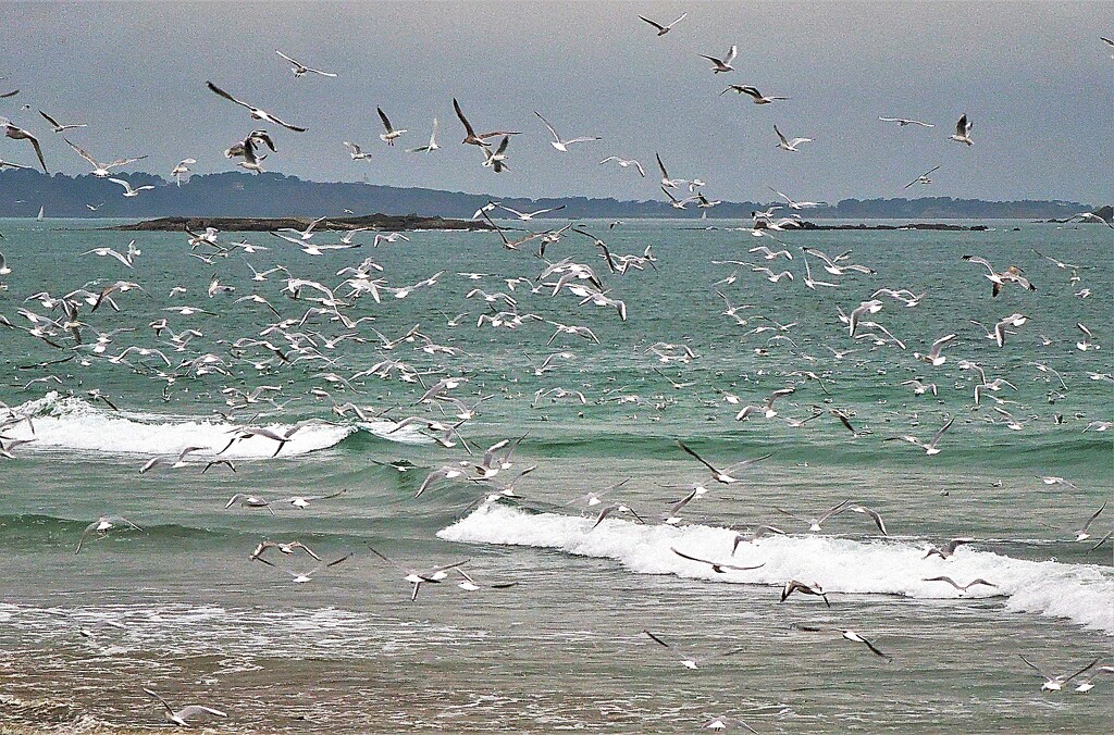 Seagulls galore (2) by etienne
