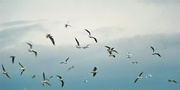 4th Jan 2022 - Seagulls galore (3)