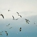 Seagulls galore (3)
