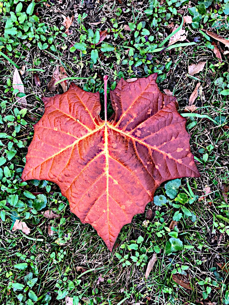 Autumn sycamore leaf by congaree