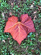 4th Jan 2022 - Autumn sycamore leaf