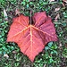 Autumn sycamore leaf by congaree