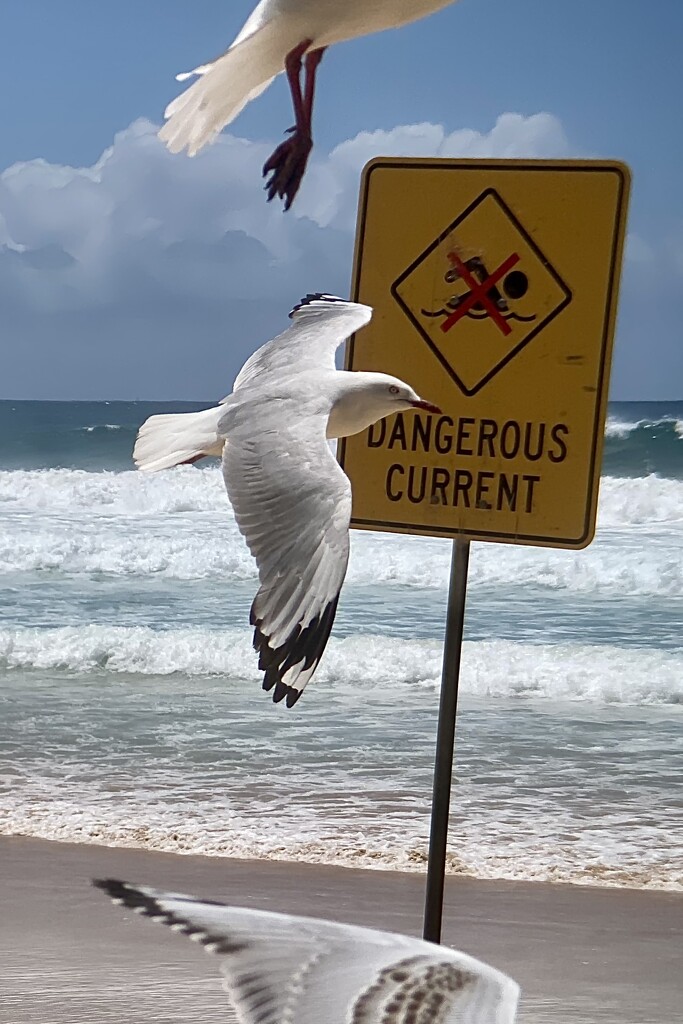 Dangerous currents and killer seagulls. by johnfalconer
