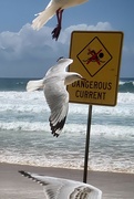 4th Jan 2022 - Dangerous currents and killer seagulls.