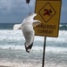Dangerous currents and killer seagulls. by johnfalconer