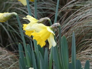 3rd Jan 2022 - First Daffodils 