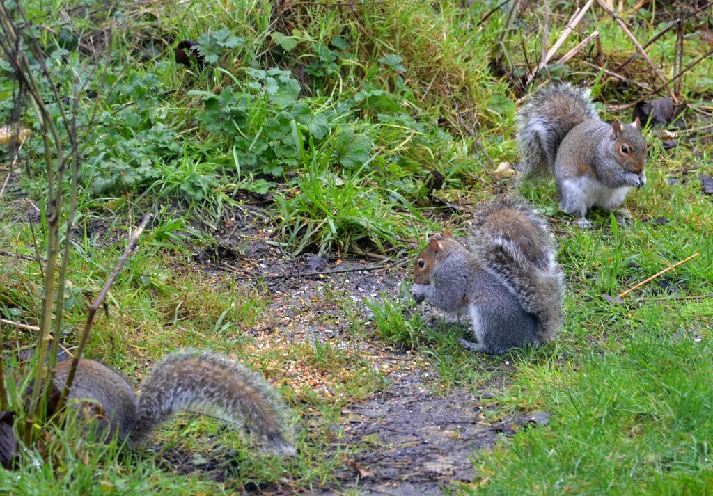 Three Squirrels by arkensiel