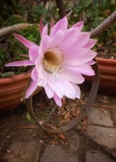 4th Jan 2022 - Into the Cactus Flower 