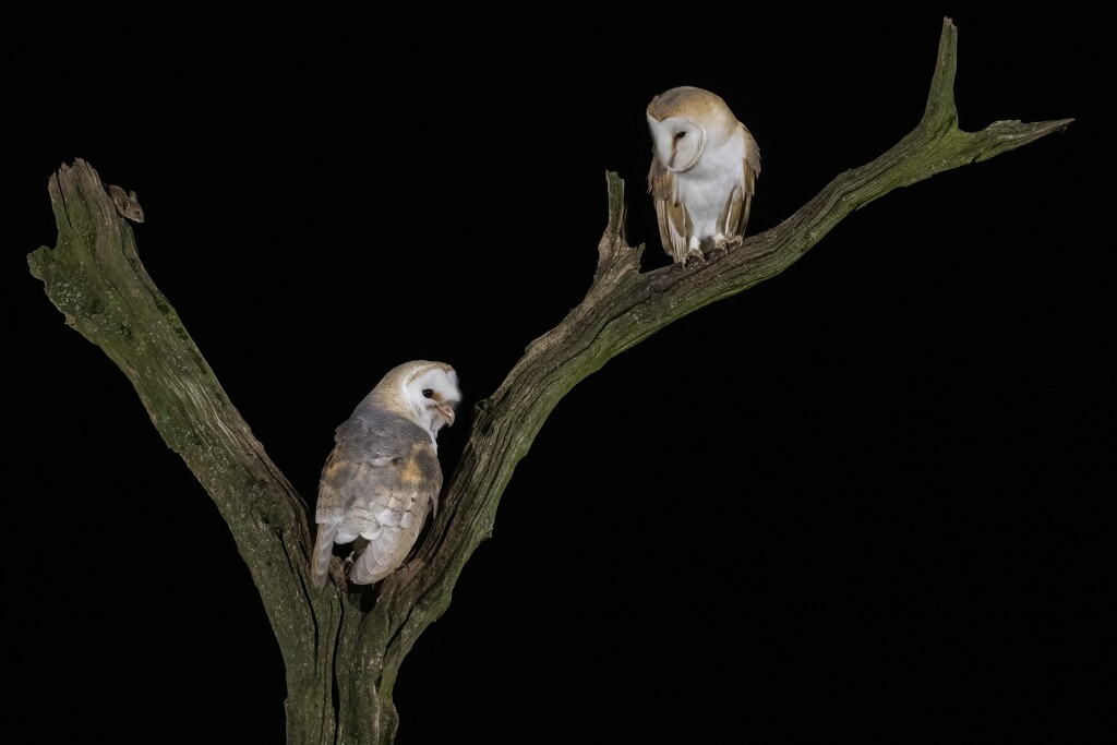 Barn Owl Love Birds by shepherdmanswife