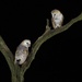 Barn Owl Love Birds