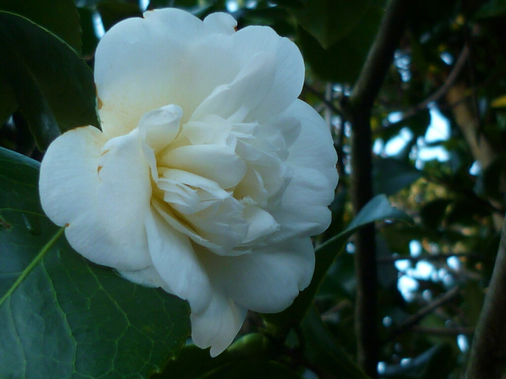 Camellia Hedge  by countrylassie