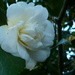 Camellia Hedge  by countrylassie