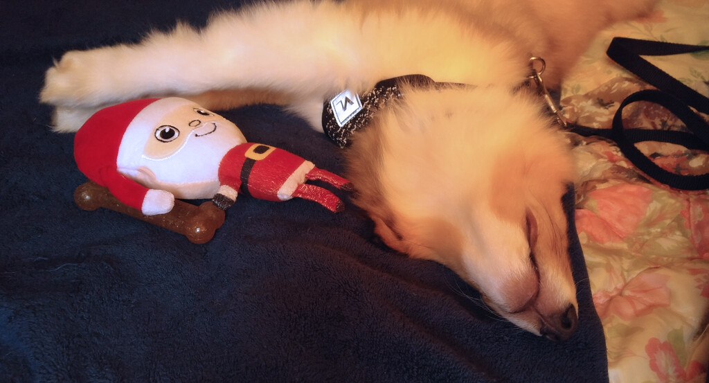 Squeaky Santa wore him out... by marlboromaam