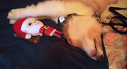 5th Jan 2022 - Squeaky Santa wore him out...