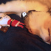 Squeaky Santa wore him out... by marlboromaam