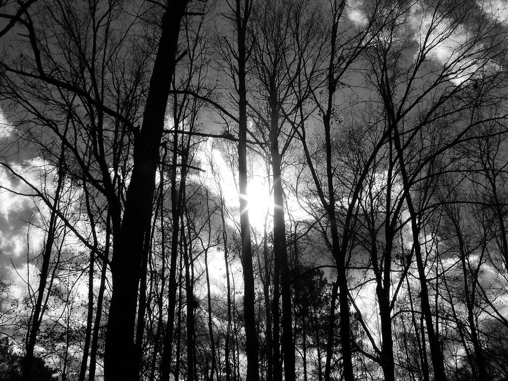 Winter sky behind the trees... by marlboromaam