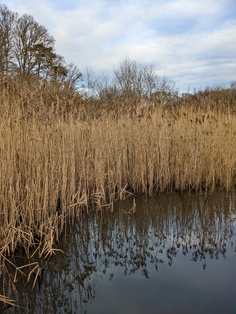 Reed bed reflections by yorkshirelady