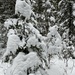 Snow covered Trees by radiogirl