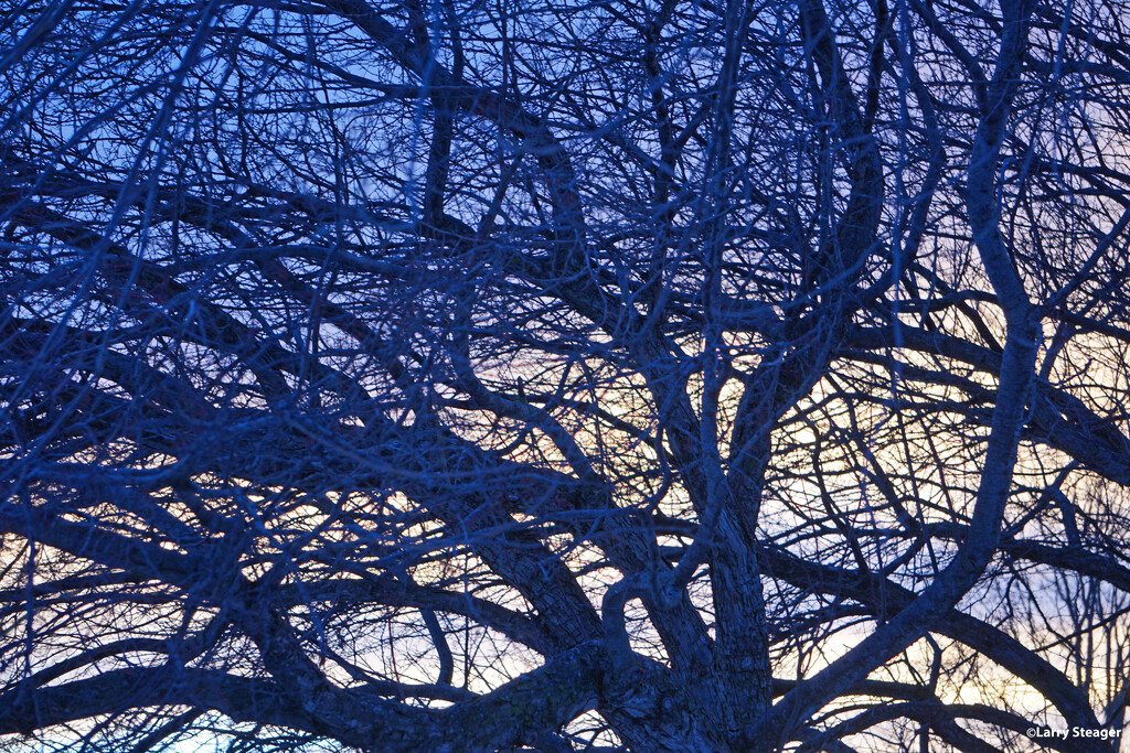 Tangled branches by larrysphotos