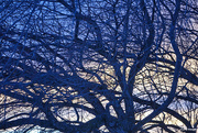 4th Jan 2022 - Tangled branches