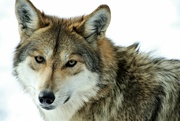27th Dec 2021 - Mexican Gray Wolf