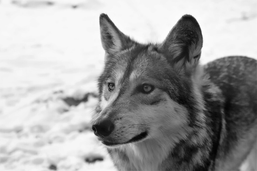 Wolf Portrait by randy23