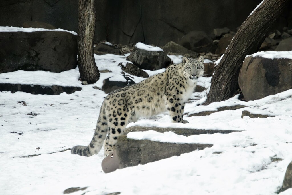 Snow Leopard In Snow by randy23