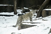30th Dec 2021 - Snow Leopard In Snow
