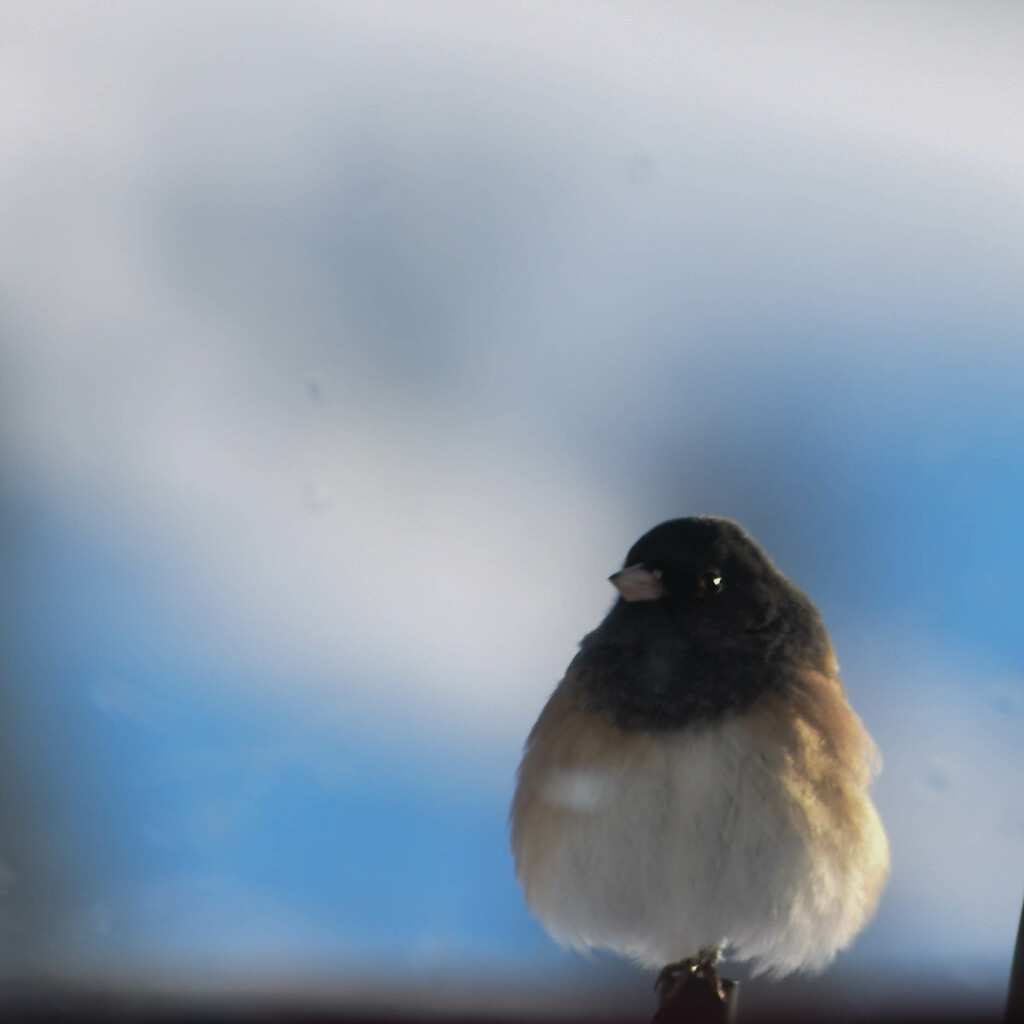 A Visit By A Junco by bjywamer