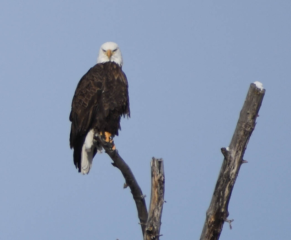 Regal Eagle by bjywamer