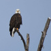 Regal Eagle by bjywamer