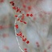 Winter Berries by lynnz
