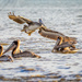 In-coming Brown Pelican by nicoleweg