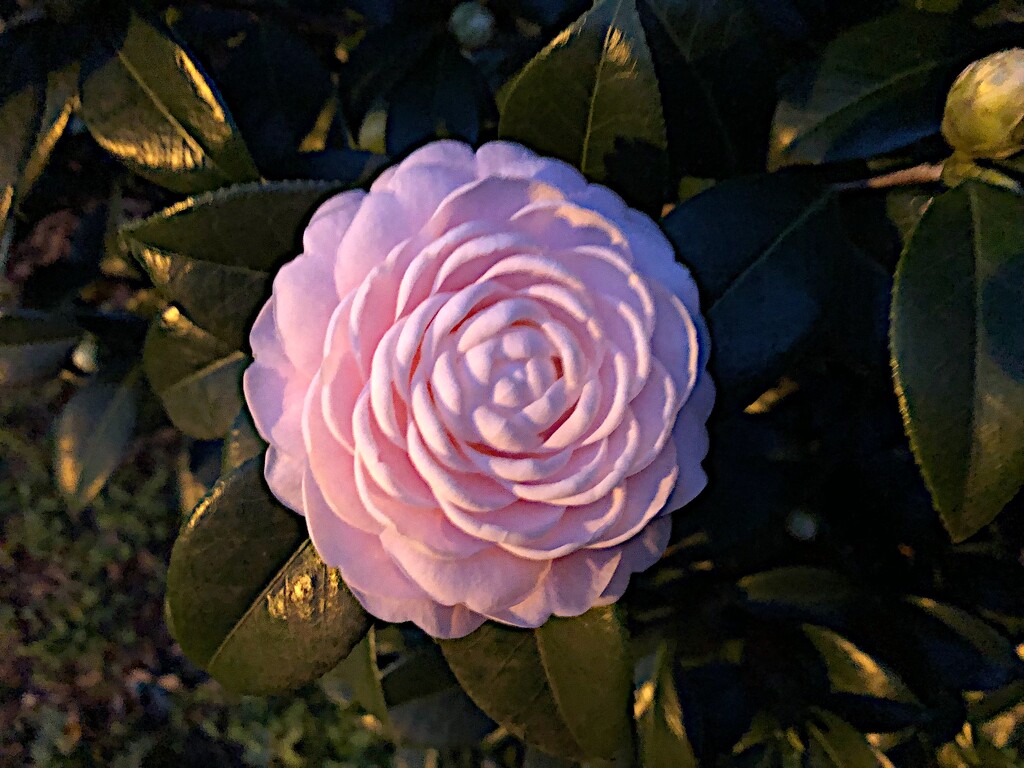 Illuminated Pink Perfection camellia by congaree