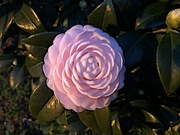 5th Jan 2022 - Illuminated Pink Perfection camellia