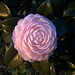 Illuminated Pink Perfection camellia by congaree