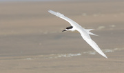 1st Dec 2021 - Tern heading into the wind to land