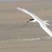 Tern heading into the wind to land by creative_shots