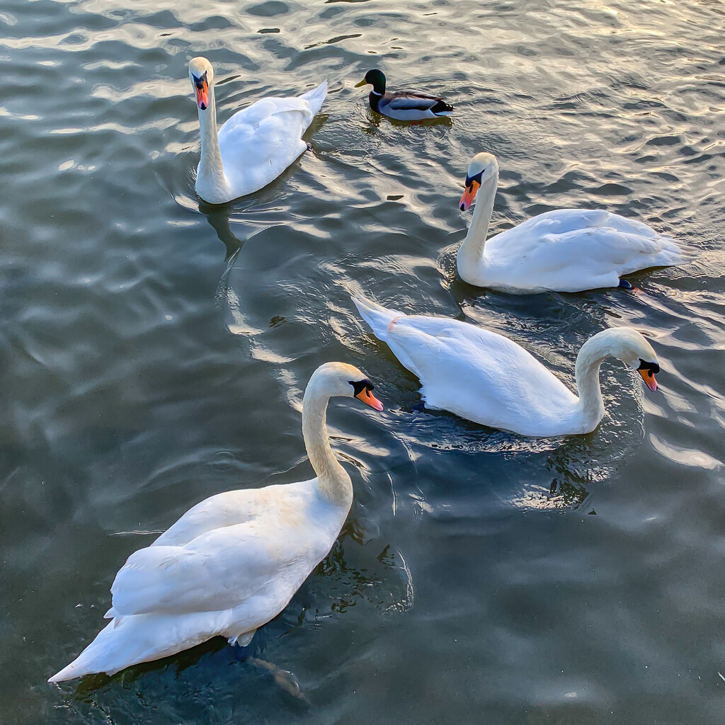 Four swans and a duck by pamknowler