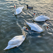 5th Jan 2022 - Four swans and a duck