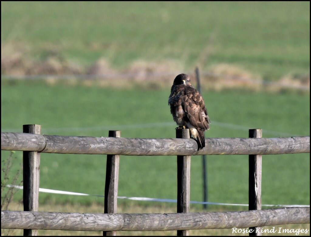 Sitting on the fence by rosiekind