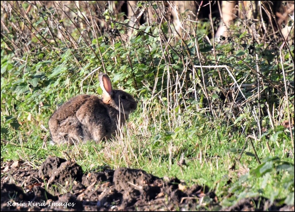 Bunny in the field by rosiekind