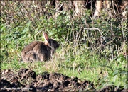 5th Jan 2022 - Bunny in the field