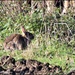 Bunny in the field by rosiekind