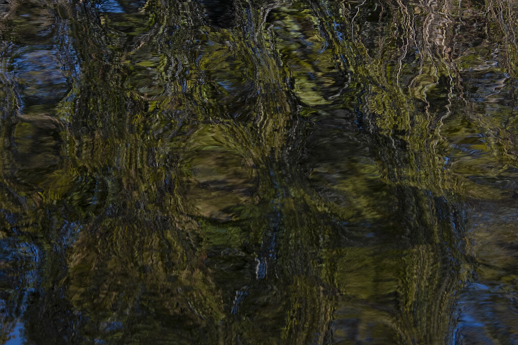 Tree + Pond + Ripples by timerskine