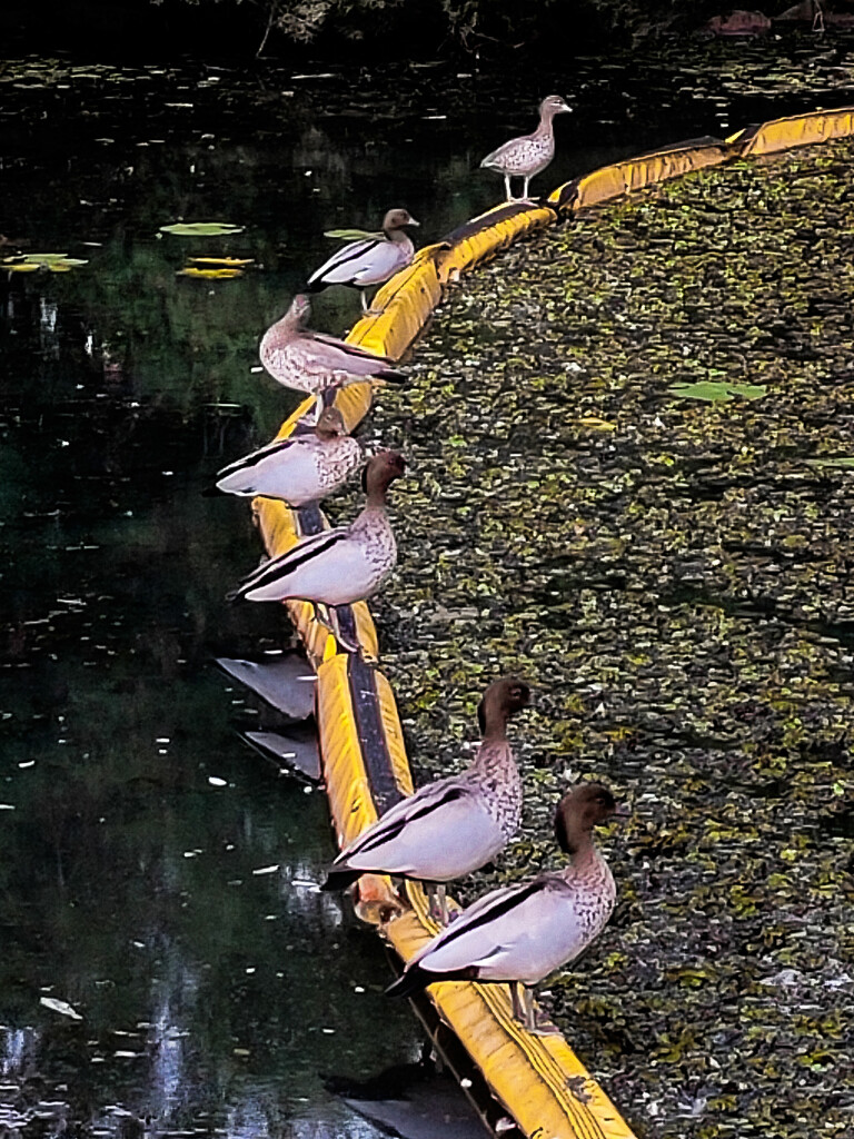 Are your ducks lined up? by jeneurell