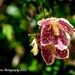 Winter Flowering Clematis by nigelrogers